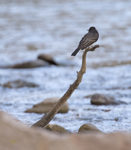 Black Phoebe 5530